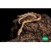Serpiente del maizal - Guttata snow & Butter